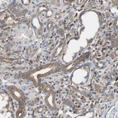 Anti-TSC22D4 antibody produced in rabbit Prestige Antibodies® Powered by Atlas Antibodies, affinity isolated antibody, buffered aqueous glycerol solution