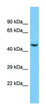 Anti-CDK19 (C-terminal) antibody produced in rabbit affinity isolated antibody