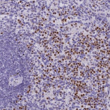 Anti-IL17B antibody produced in rabbit Prestige Antibodies&#174; Powered by Atlas Antibodies, affinity isolated antibody, buffered aqueous glycerol solution