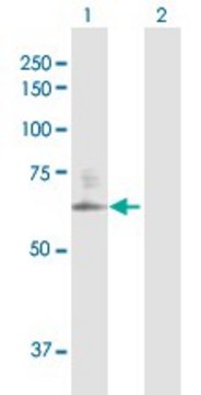 Anti-CSGALNACT2 antibody produced in rabbit purified immunoglobulin, buffered aqueous solution