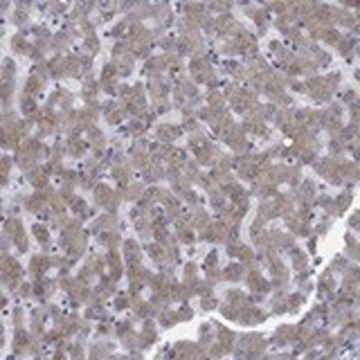 Anti-APOC3 antibody produced in rabbit Prestige Antibodies&#174; Powered by Atlas Antibodies, affinity isolated antibody, buffered aqueous glycerol solution