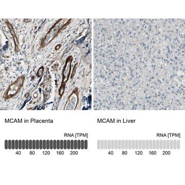 Anti-MCAM antibody produced in rabbit Prestige Antibodies&#174; Powered by Atlas Antibodies, affinity isolated antibody, buffered aqueous glycerol solution