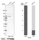 Anti-DDHD1 antibody produced in rabbit affinity isolated antibody, buffered aqueous glycerol solution