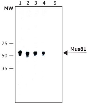 Anti-Mus81 antibody, Mouse monoclonal clone MTA30 2G10/3, purified from hybridoma cell culture