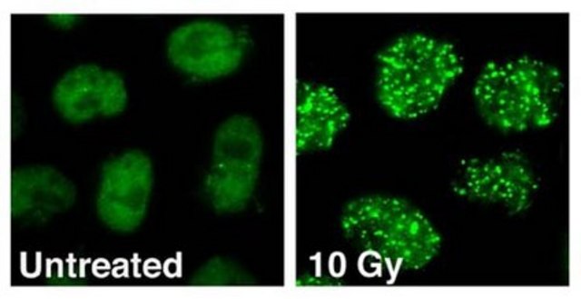 Anti-53BP1 Antibody, clone BP13 clone BP13, Chemicon&#174;, from mouse