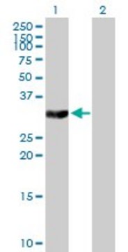 Anti-TYMS antibody produced in mouse purified immunoglobulin, buffered aqueous solution