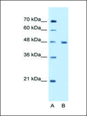 Anti-ENO3 (AB2) antibody produced in rabbit IgG fraction of antiserum