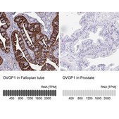 Anti-OVGP1 antibody produced in rabbit Prestige Antibodies® Powered by Atlas Antibodies, affinity isolated antibody, buffered aqueous glycerol solution
