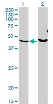 Monoclonal Anti-PKNOX1 antibody produced in mouse clone 2B3, purified immunoglobulin, buffered aqueous solution