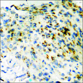 Anti-phospho-CRMP-2 (pThr509) antibody produced in rabbit affinity isolated antibody