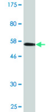 Monoclonal Anti-IER2 antibody produced in mouse clone 3E2, purified immunoglobulin, buffered aqueous solution