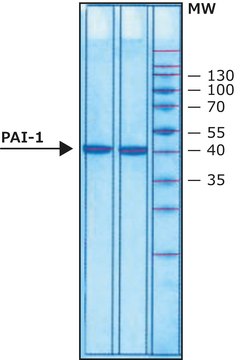 血纤维蛋白溶酶原激活物抑制剂1(PAI-1) 人 recombinant, expressed in E. coli, &#8805;90% (SDS-PAGE)