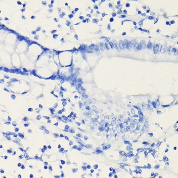 Anti-PD-L1/CD274 antibody produced in mouse