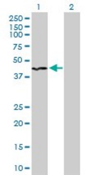 Anti-INPP1 antibody produced in rabbit purified immunoglobulin, buffered aqueous solution