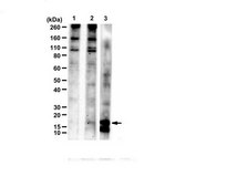 Anti-C9ORF72 (α-GR sense Antibody, CT) serum, from rabbit