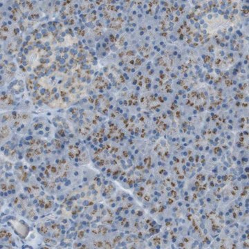 Anti-TXNDC15 antibody produced in rabbit Prestige Antibodies&#174; Powered by Atlas Antibodies, affinity isolated antibody, buffered aqueous glycerol solution