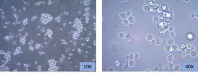 CH27 Mouse B Cell Lymphoma Cell Line CH27 mouse B cell lymphoma celll line is a useful model for the study of B-cell biology and tumor immunology.