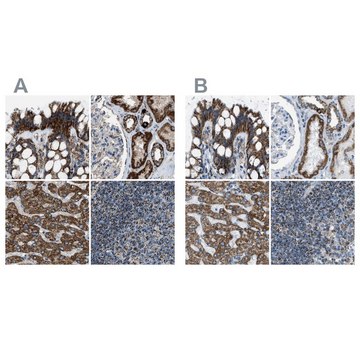 Anti-MDH2 antibody produced in rabbit Prestige Antibodies&#174; Powered by Atlas Antibodies, affinity isolated antibody, buffered aqueous glycerol solution