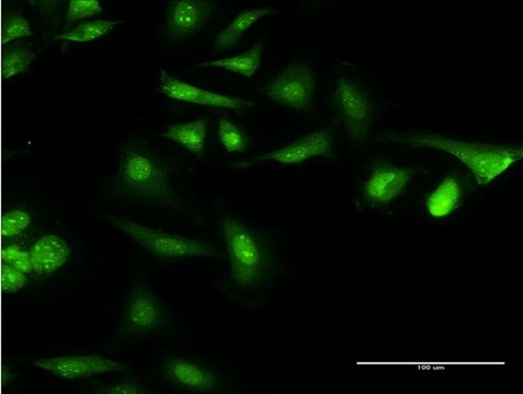 Monoclonal Anti-CAMLG, (N-terminal) antibody produced in mouse clone 3F12, purified immunoglobulin, buffered aqueous solution