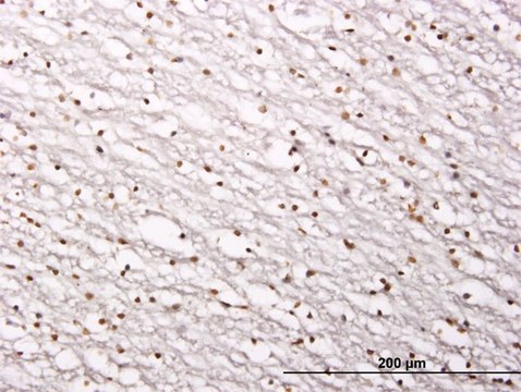 Monoclonal Anti-SIRT1 antibody produced in mouse clone 7B7, purified immunoglobulin, buffered aqueous solution