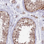 Anti-RLN3 antibody produced in rabbit Prestige Antibodies® Powered by Atlas Antibodies, affinity isolated antibody, buffered aqueous glycerol solution