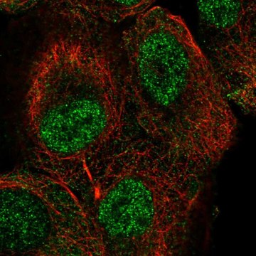 Anti-TUT1 antibody produced in rabbit Prestige Antibodies&#174; Powered by Atlas Antibodies, affinity isolated antibody