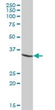 Anti-USP46 antibody produced in mouse purified immunoglobulin, buffered aqueous solution