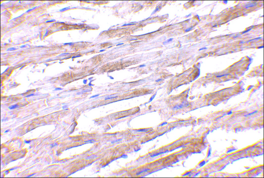 Anti-Unc93b antibody produced in rabbit affinity isolated antibody, buffered aqueous solution