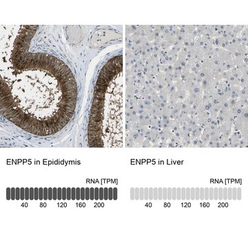 Anti-ENPP5 antibody produced in rabbit Prestige Antibodies&#174; Powered by Atlas Antibodies, affinity isolated antibody, buffered aqueous glycerol solution