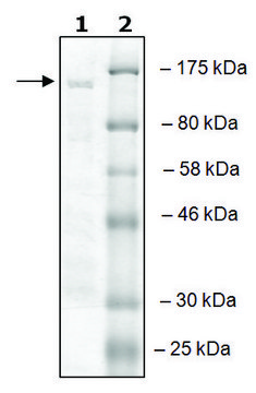 RNF20 active human recombinant, expressed in baculovirus infected Sf9 cells, &#8805;50% (SDS-PAGE)