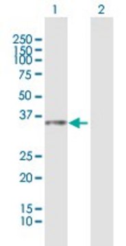 Anti-LOC112937 antibody produced in mouse purified immunoglobulin, buffered aqueous solution