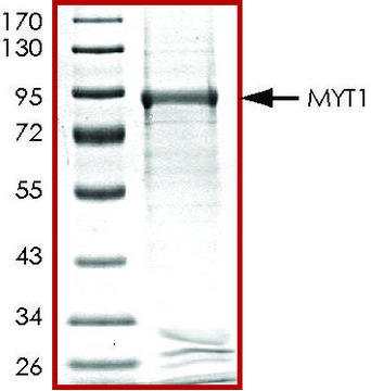 MYT1, GST tagged human recombinant, expressed in baculovirus infected Sf9 cells, &#8805;70% (SDS-PAGE), buffered aqueous glycerol solution