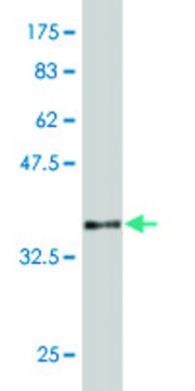 Monoclonal Anti-MAZ antibody produced in mouse clone 1C1, purified immunoglobulin, buffered aqueous solution