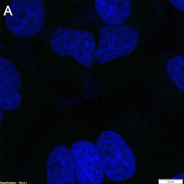 Anti-Peptide 2A Antibody, clone 2F13 ZooMAb&#174; Rabbit Monoclonal recombinant, expressed in HEK 293 cells