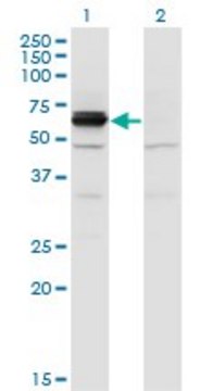 Monoclonal Anti-DPYSL4 antibody produced in mouse clone 1F5, purified immunoglobulin, buffered aqueous solution