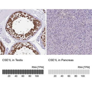 Anti-CSE1L antibody produced in rabbit Prestige Antibodies&#174; Powered by Atlas Antibodies, affinity isolated antibody, buffered aqueous glycerol solution