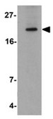 Anti-APC10 Antibody from rabbit, purified by affinity chromatography