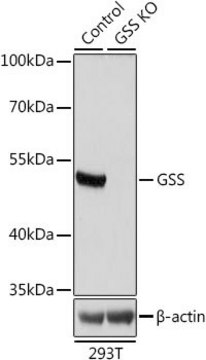 Anti-GSS antibody produced in rabbit