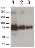Anti-Sodium-Iodide Symporter Antibody, C-terminal 2 from rabbit