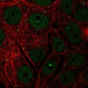 Anti-NELFCD antibody produced in rabbit Prestige Antibodies&#174; Powered by Atlas Antibodies, affinity isolated antibody