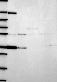 Anti-Vsig4 Antibody Produced In Rabbit Prestige Antibodies® Powered by Atlas Antibodies, affinity isolated antibody, buffered aqueous glycerol solution