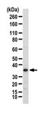 Anti-MIXL1 Antibody from rabbit, purified by affinity chromatography