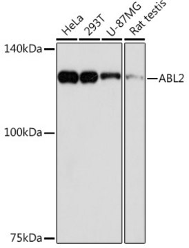 Anti-ABL2 Antibody, clone 2L9C6, Rabbit Monoclonal