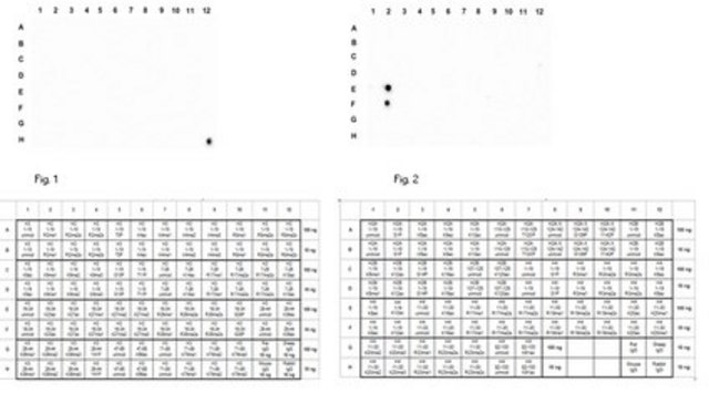 Anti-acetyl Histone H4 (Lys12) Antibody 0.5&#160;mg/mL, from rabbit