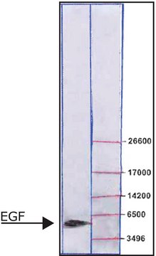 Epidermal Growth Factor from mouse EGF