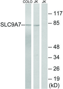 Anti-SLC9A7 antibody produced in rabbit affinity isolated antibody