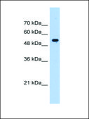 Anti-IFIT3 antibody produced in rabbit affinity isolated antibody