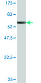 Monoclonal Anti-AIPL1 antibody produced in mouse clone 1E1, purified immunoglobulin, buffered aqueous solution