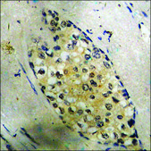 Anti-phospho-CREB (pSer121) antibody produced in rabbit affinity isolated antibody