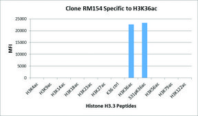 Anti-Acetyl-Histone H3 (Lys36) antibody, Rabbit monoclonal recombinant, expressed in HEK 293 cells, clone RM154, purified immunoglobulin